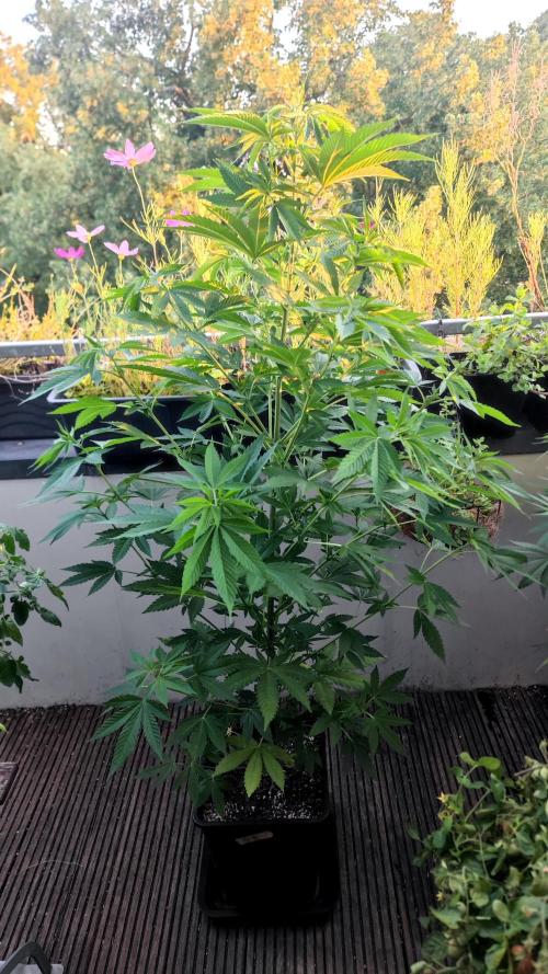 ☀️ Balcony Jungle 🌱 2026. Week 12