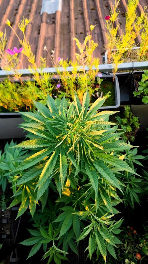 ☀️ Balcony Jungle 🌱 2026. Week 12