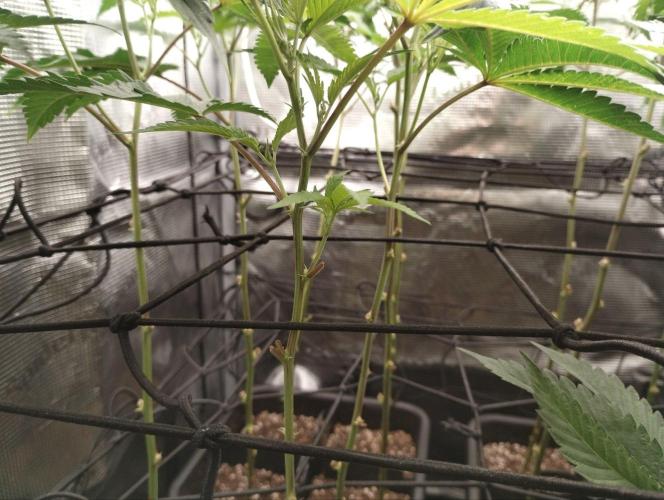 🌱 King Z — A Med. Bagseed Experiment 🌱. Week 8
