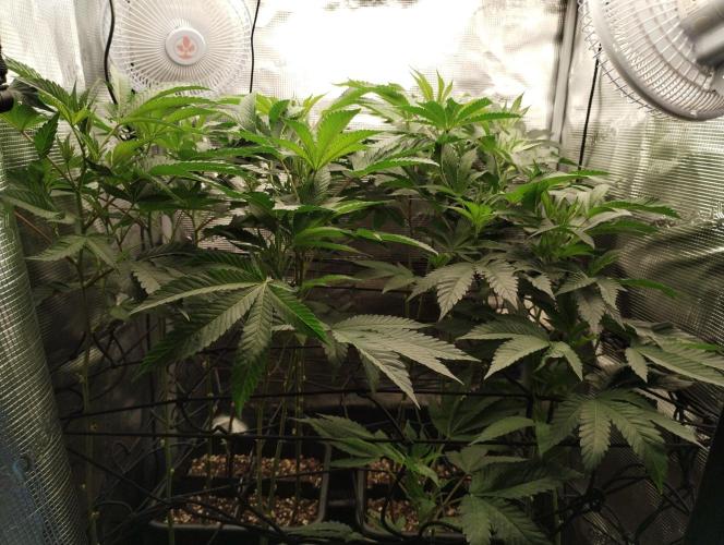 🌱 King Z — A Med. Bagseed Experiment 🌱. Week 8