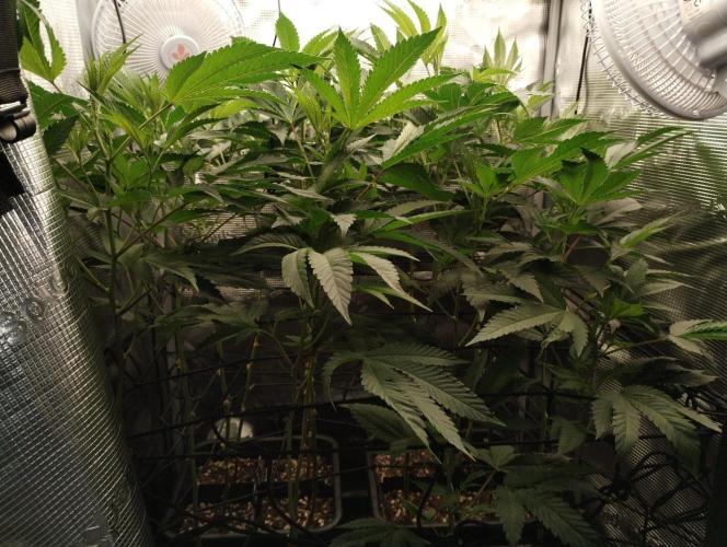 🌱 King Z — A Med. Bagseed Experiment 🌱. Week 8