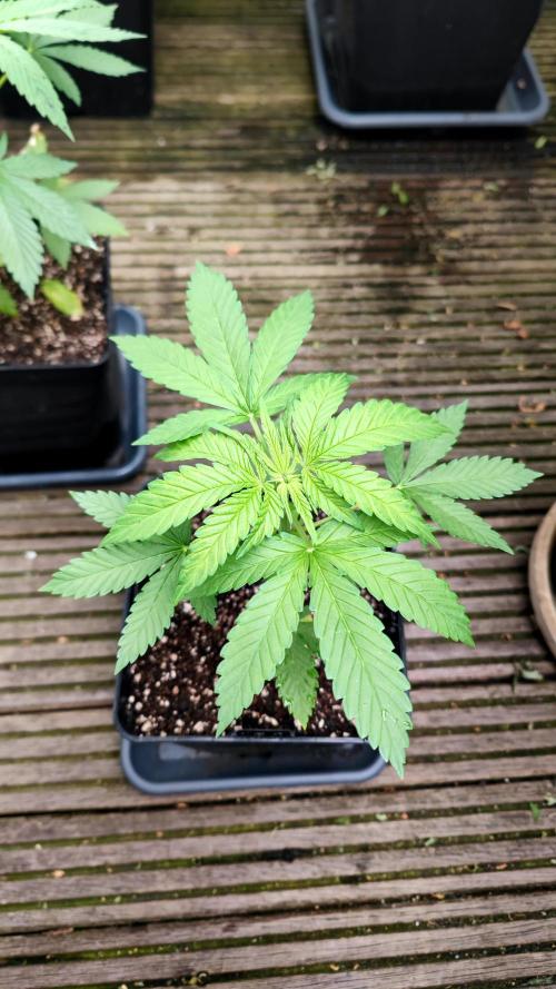 ☀️ Balcony Jungle 🌱 2026. Week 4