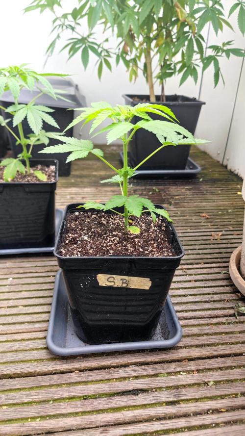 ☀️ Balcony Jungle 🌱 2026. Week 4