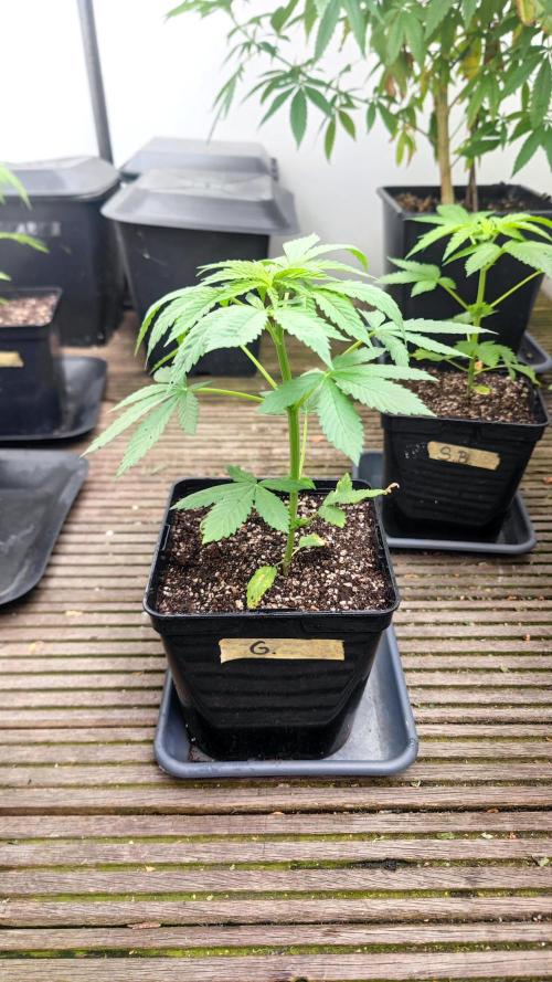 ☀️ Balcony Jungle 🌱 2026. Week 4