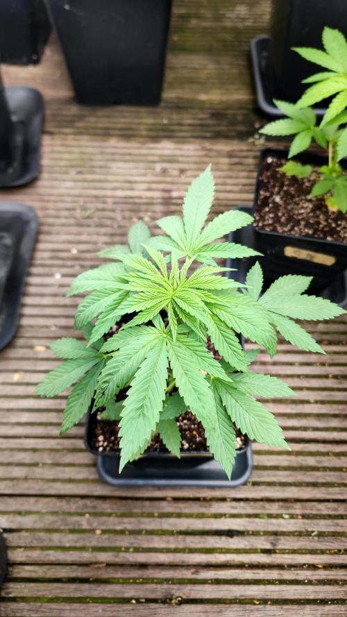 ☀️ Balcony Jungle 🌱 2026. Week 4