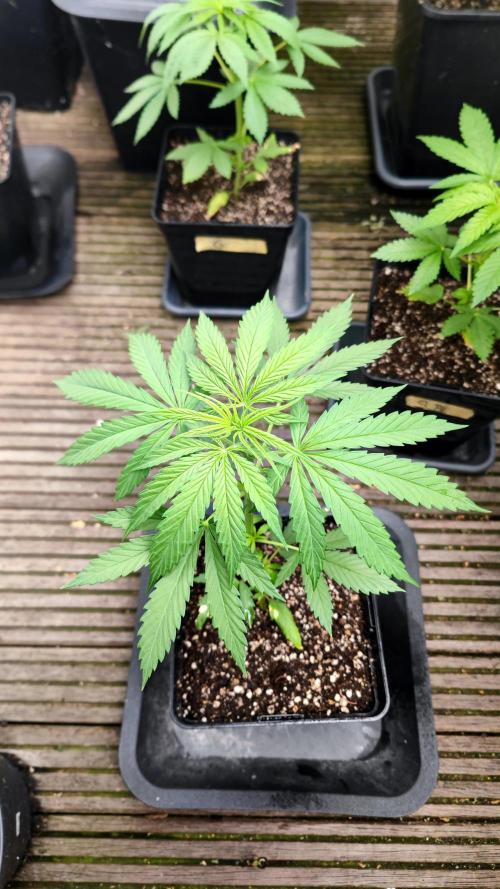 ☀️ Balcony Jungle 🌱 2026. Week 4