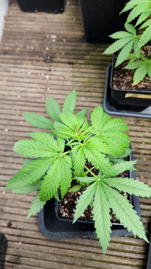 ☀️ Balcony Jungle 🌱 2026. Week 4