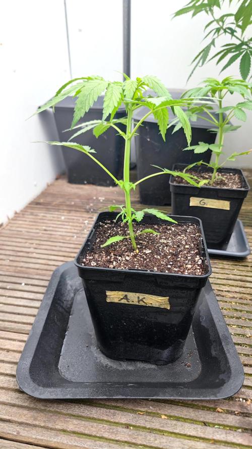 ☀️ Balcony Jungle 🌱 2026. Week 4