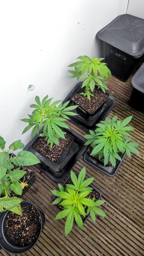 ☀️ Balcony Jungle 🌱 2026. Week 4