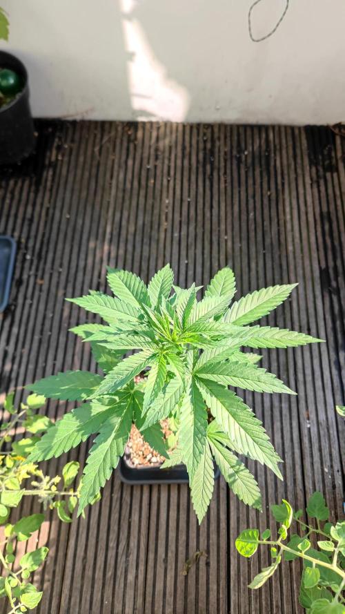☀️ Balcony Jungle 🌱 2026. Week 6