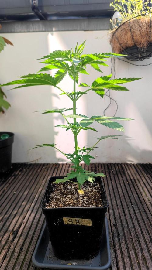 ☀️ Balcony Jungle 🌱 2026. Week 6