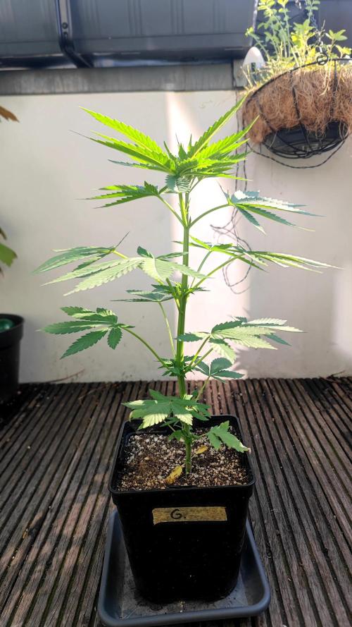 ☀️ Balcony Jungle 🌱 2026. Week 6