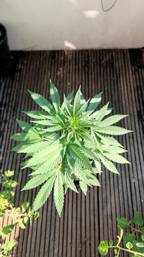 ☀️ Balcony Jungle 🌱 2026. Week 6