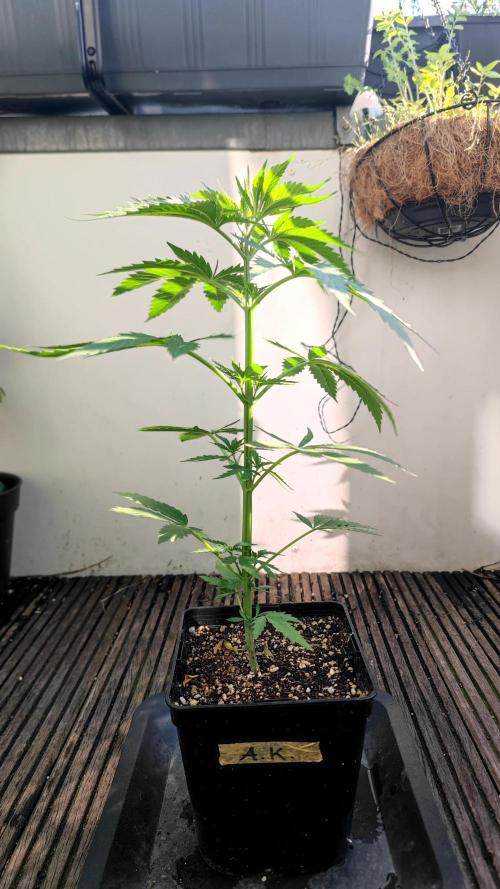 ☀️ Balcony Jungle 🌱 2026. Week 6