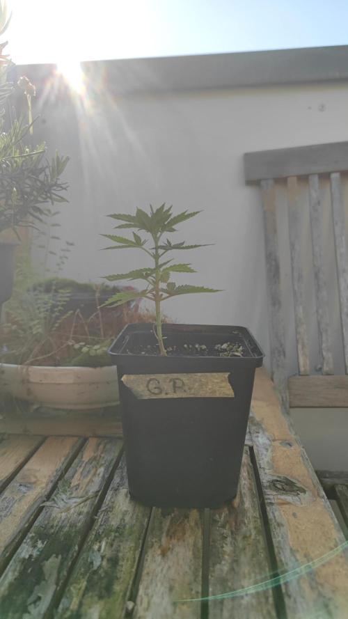 ☀️ Balcony Jungle 🌱 2026. Week 6