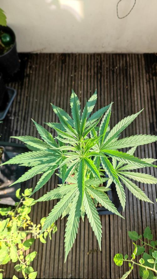 ☀️ Balcony Jungle 🌱 2026. Week 6
