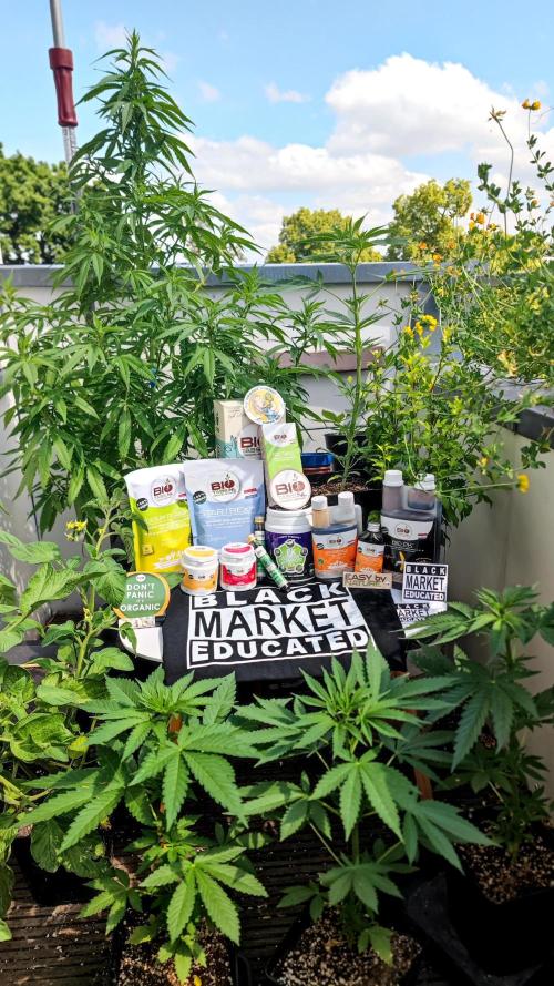 ☀️ Balcony Jungle 🌱 2026. Week 6