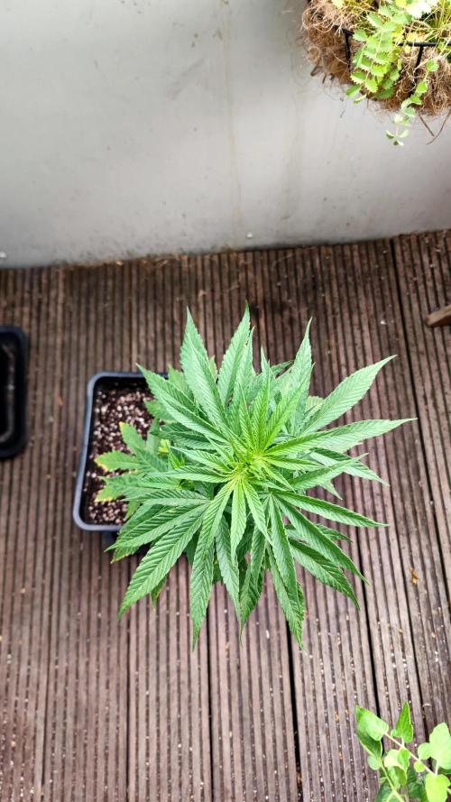 ☀️ Balcony Jungle 🌱 2026. Week 10