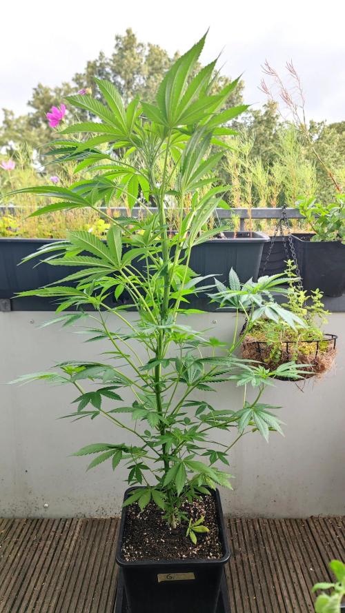 ☀️ Balcony Jungle 🌱 2026. Week 10