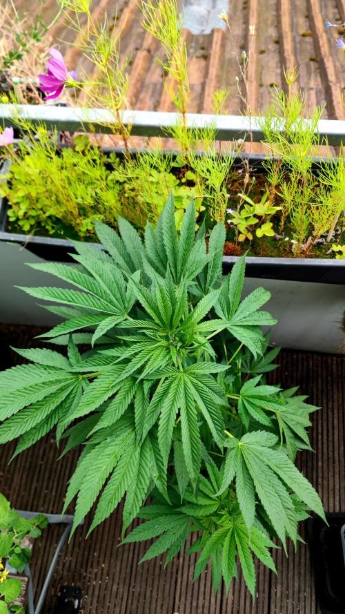 ☀️ Balcony Jungle 🌱 2026. Week 10