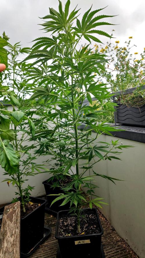 ☀️ Balcony Jungle 🌱 2026. Week 10