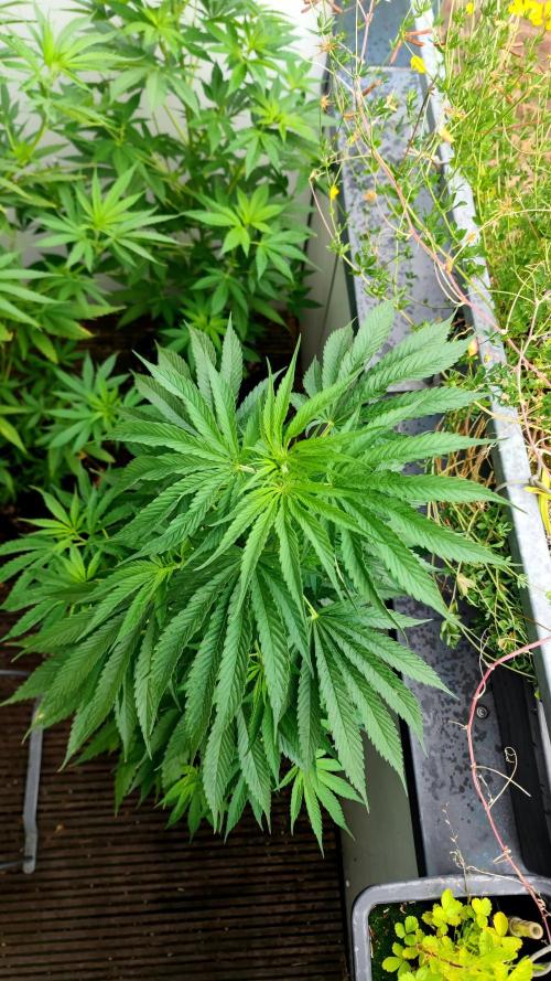☀️ Balcony Jungle 🌱 2026. Week 10