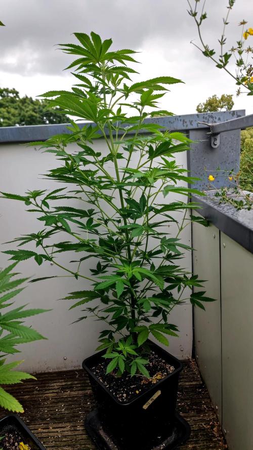 ☀️ Balcony Jungle 🌱 2026. Week 10