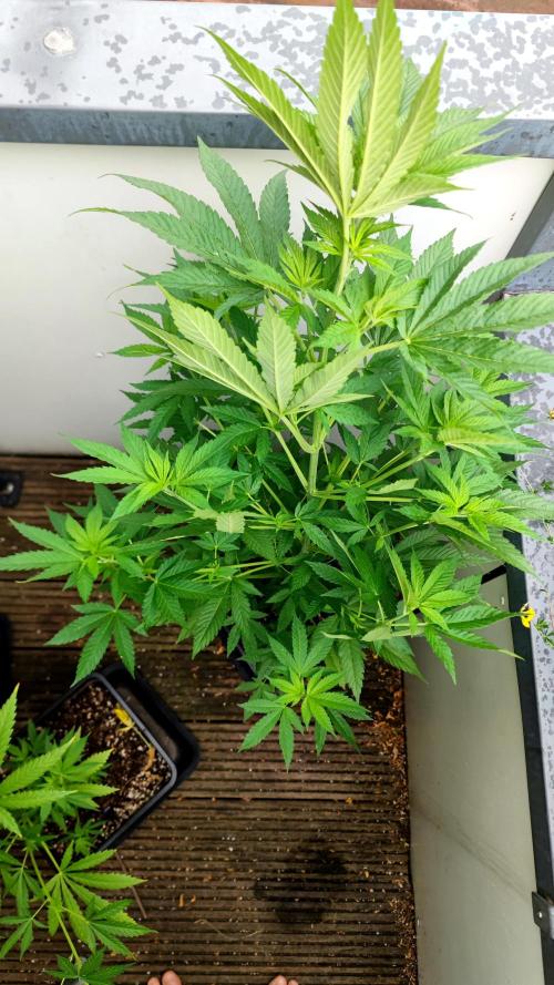 ☀️ Balcony Jungle 🌱 2026. Week 10