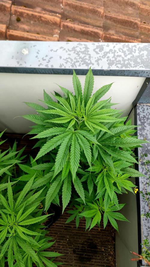 ☀️ Balcony Jungle 🌱 2026. Week 10