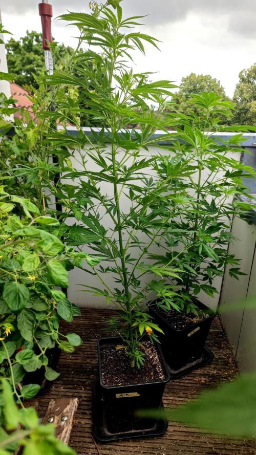 ☀️ Balcony Jungle 🌱 2026. Week 10