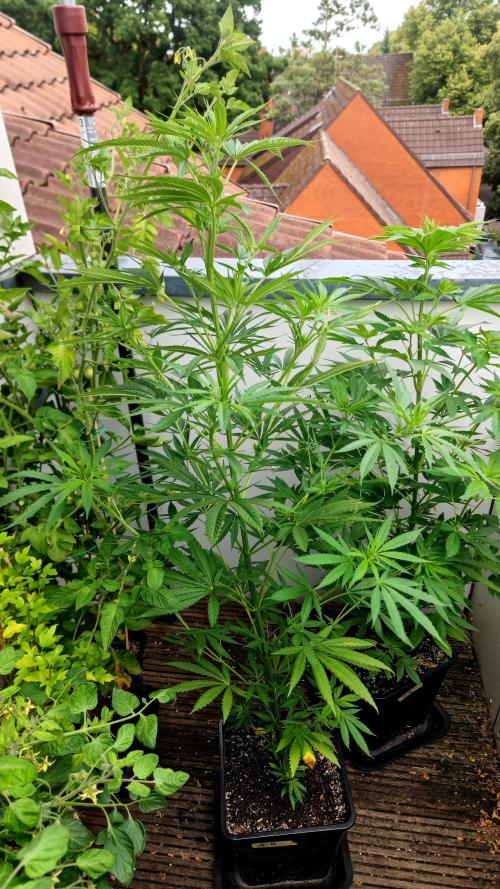 ☀️ Balcony Jungle 🌱 2026. Week 10