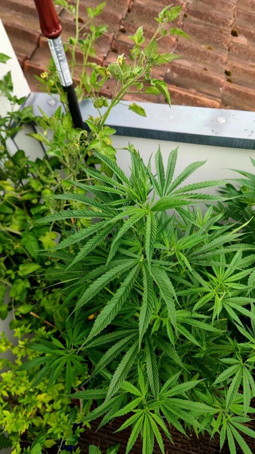 ☀️ Balcony Jungle 🌱 2026. Week 10