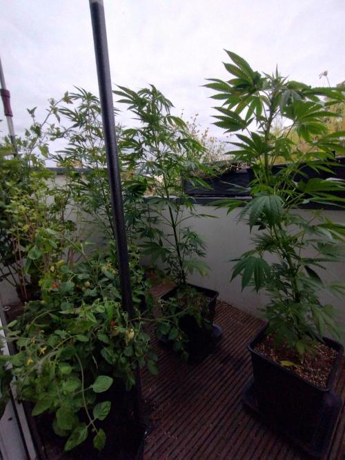 ☀️ Balcony Jungle 🌱 2026. Week 11