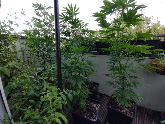 ☀️ Balcony Jungle 🌱 2026. Week 11