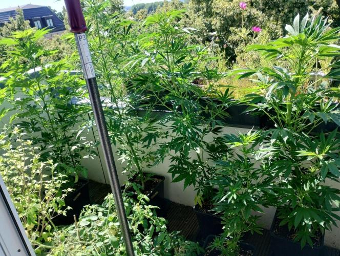 ☀️ Balcony Jungle 🌱 2026. Week 11