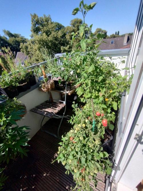 ☀️ Balcony Jungle 🌱 2026. Week 11