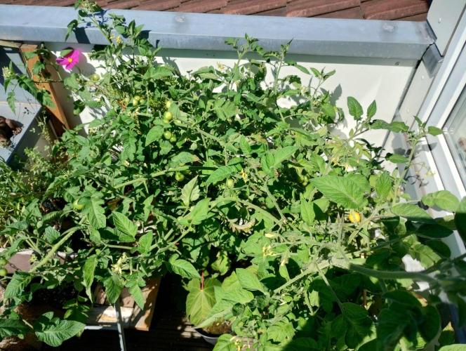 ☀️ Balcony Jungle 🌱 2026. Week 11