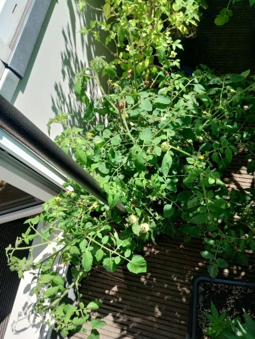 ☀️ Balcony Jungle 🌱 2026. Week 11