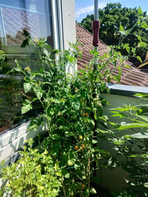 ☀️ Balcony Jungle 🌱 2026. Week 11