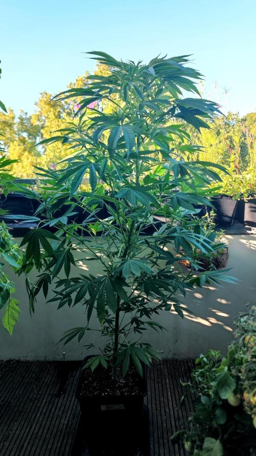 ☀️ Balcony Jungle 🌱 2026. Week 13