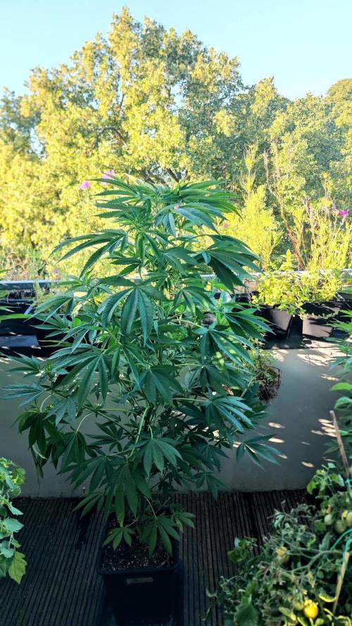 ☀️ Balcony Jungle 🌱 2026. Week 13