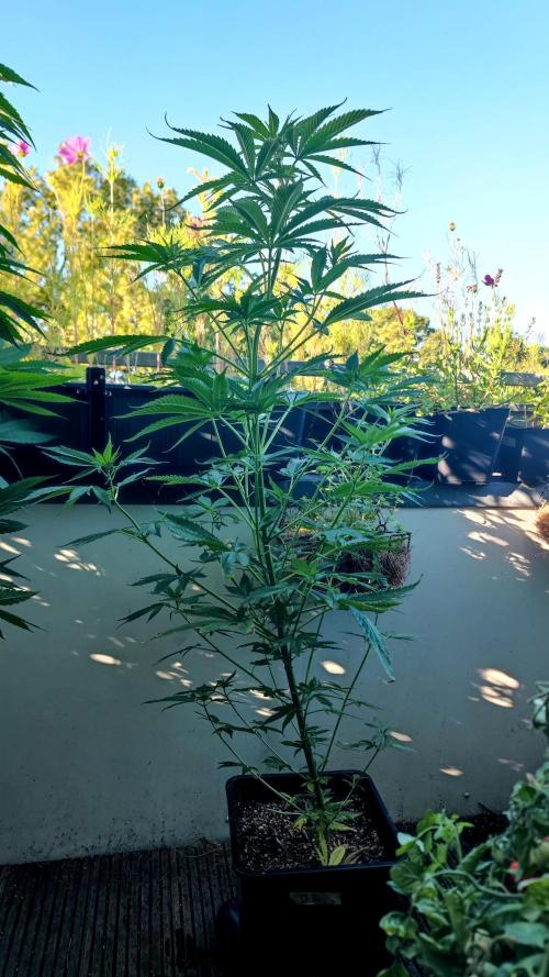 ☀️ Balcony Jungle 🌱 2026. Week 13