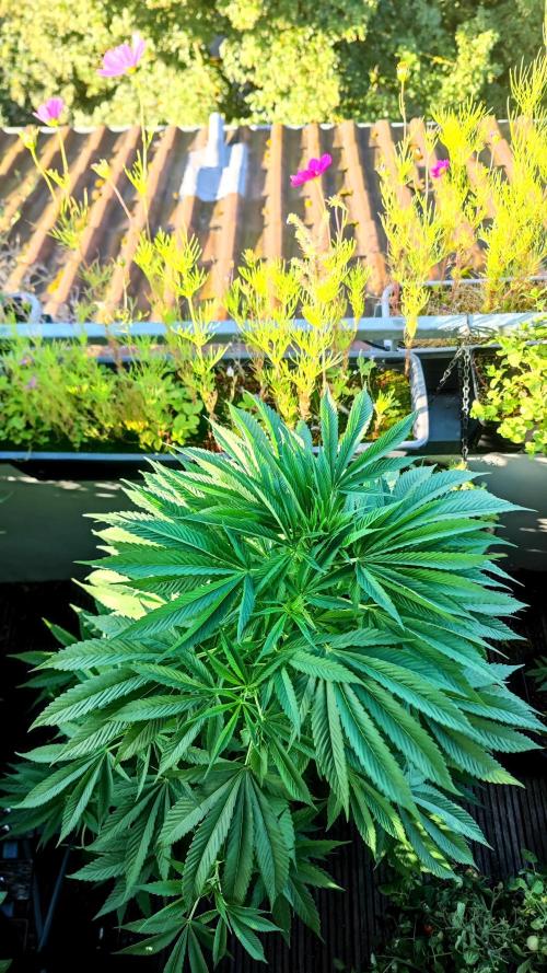 ☀️ Balcony Jungle 🌱 2026. Week 13