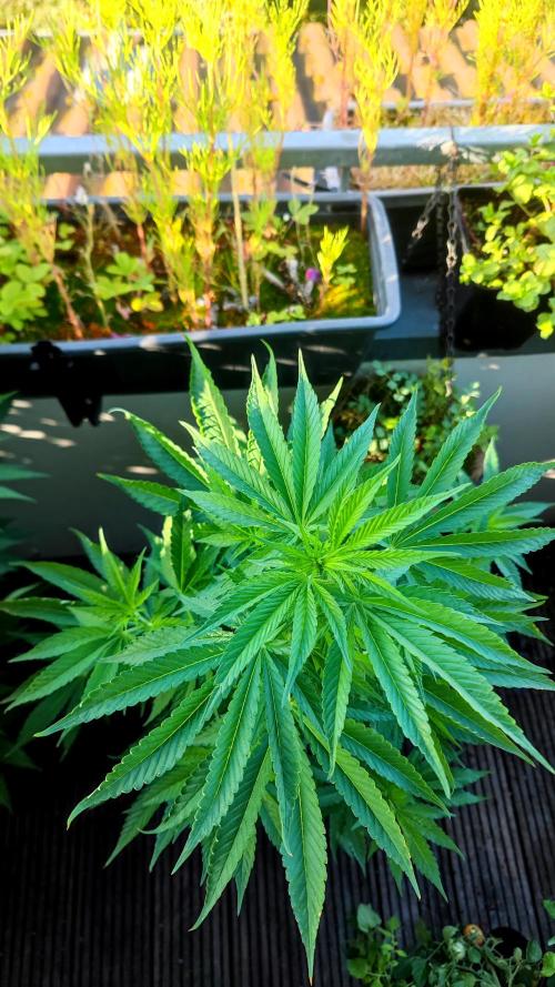 ☀️ Balcony Jungle 🌱 2026. Week 13