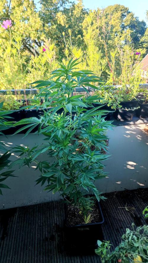 ☀️ Balcony Jungle 🌱 2026. Week 13