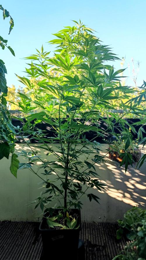 ☀️ Balcony Jungle 🌱 2026. Week 13