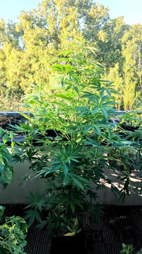 ☀️ Balcony Jungle 🌱 2026. Week 13