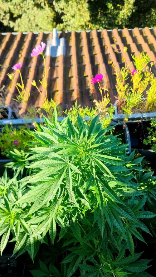 ☀️ Balcony Jungle 🌱 2026. Week 13