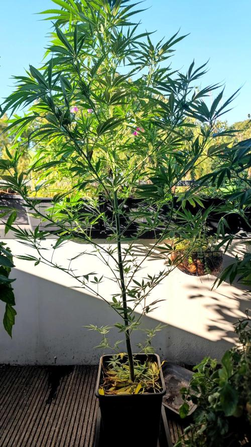 ☀️ Balcony Jungle 🌱 2026. Week 13
