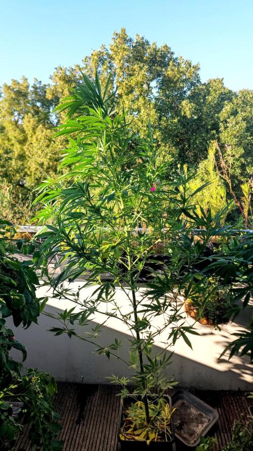 ☀️ Balcony Jungle 🌱 2026. Week 13